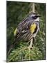 Male Yellow-Rumped Warbler-Adam Jones-Mounted Photographic Print
