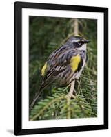 Male Yellow-Rumped Warbler-Adam Jones-Framed Photographic Print