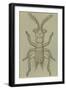 Male Zorotypus (Zorotypus Guineensis), Orthoptera-null-Framed Giclee Print