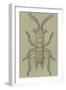 Male Zorotypus (Zorotypus Guineensis), Orthoptera-null-Framed Giclee Print