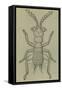Male Zorotypus (Zorotypus Guineensis), Orthoptera-null-Framed Stretched Canvas