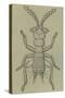 Male Zorotypus (Zorotypus Guineensis), Orthoptera-null-Stretched Canvas