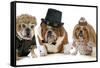 Males Bulldog With Two Females All Dressed In Formal Clothing Isolated On White Background-Willee Cole-Framed Stretched Canvas