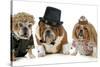 Males Bulldog With Two Females All Dressed In Formal Clothing Isolated On White Background-Willee Cole-Stretched Canvas