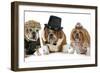 Males Bulldog With Two Females All Dressed In Formal Clothing Isolated On White Background-Willee Cole-Framed Photographic Print