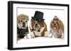 Males Bulldog With Two Females All Dressed In Formal Clothing Isolated On White Background-Willee Cole-Framed Photographic Print