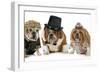 Males Bulldog With Two Females All Dressed In Formal Clothing Isolated On White Background-Willee Cole-Framed Photographic Print