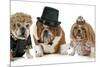 Males Bulldog With Two Females All Dressed In Formal Clothing Isolated On White Background-Willee Cole-Mounted Photographic Print