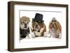 Males Bulldog With Two Females All Dressed In Formal Clothing Isolated On White Background-Willee Cole-Framed Photographic Print