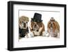 Males Bulldog With Two Females All Dressed In Formal Clothing Isolated On White Background-Willee Cole-Framed Photographic Print