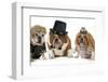 Males Bulldog With Two Females All Dressed In Formal Clothing Isolated On White Background-Willee Cole-Framed Photographic Print