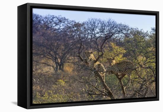 Males in a Tree-PattrickJS-Framed Stretched Canvas