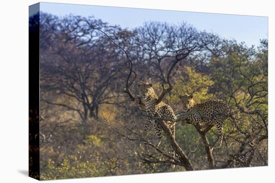 Males in a Tree-PattrickJS-Stretched Canvas