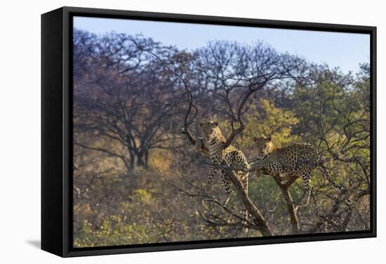 Males in a Tree-PattrickJS-Framed Stretched Canvas