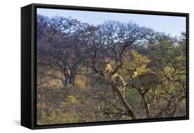 Males in a Tree-PattrickJS-Framed Stretched Canvas