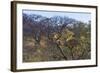 Males in a Tree-PattrickJS-Framed Photographic Print