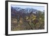 Males in a Tree-PattrickJS-Framed Photographic Print