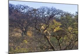 Males in a Tree-PattrickJS-Mounted Photographic Print
