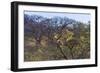 Males in a Tree-PattrickJS-Framed Photographic Print