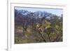 Males in a Tree-PattrickJS-Framed Photographic Print