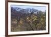 Males in a Tree-PattrickJS-Framed Photographic Print