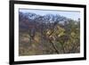 Males in a Tree-PattrickJS-Framed Photographic Print