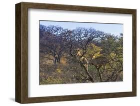 Males in a Tree-PattrickJS-Framed Photographic Print