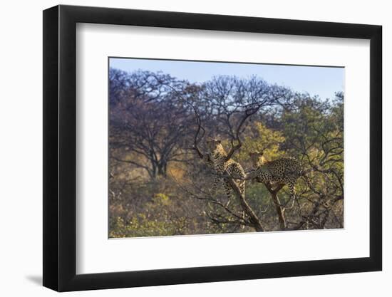 Males in a Tree-PattrickJS-Framed Photographic Print