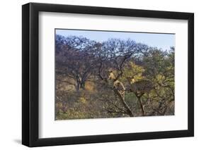 Males in a Tree-PattrickJS-Framed Photographic Print