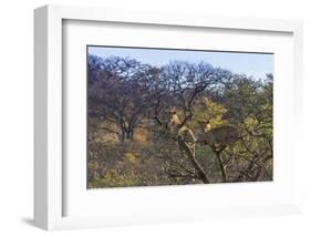 Males in a Tree-PattrickJS-Framed Photographic Print