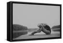 Framed Canvas