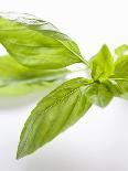 Fresh Basil-Malgorzata Stepien-Photographic Print