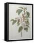 Mali Cashew-Pierre-Joseph Redoute-Framed Stretched Canvas