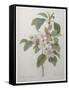 Mali Cashew-Pierre-Joseph Redoute-Framed Stretched Canvas