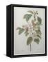 Mali Cashew-Pierre-Joseph Redoute-Framed Stretched Canvas