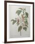 Mali Cashew-Pierre-Joseph Redoute-Framed Art Print