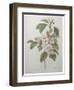 Mali Cashew-Pierre-Joseph Redoute-Framed Art Print