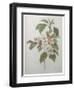 Mali Cashew-Pierre-Joseph Redoute-Framed Art Print