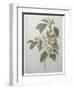 Mali Cashew-Pierre-Joseph Redoute-Framed Art Print