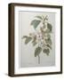 Mali Cashew-Pierre-Joseph Redoute-Framed Art Print