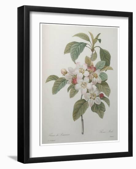 Mali Cashew-Pierre-Joseph Redoute-Framed Art Print