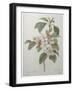 Mali Cashew-Pierre-Joseph Redoute-Framed Art Print