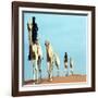 Mali Tribesman Sits on Camel, 1987-null-Framed Photographic Print