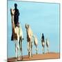 Mali Tribesman Sits on Camel, 1987-null-Mounted Photographic Print