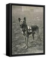 Malinois (Belgian Shepherd Dog) Trained for Work as a French Red Cross Dog-null-Framed Stretched Canvas