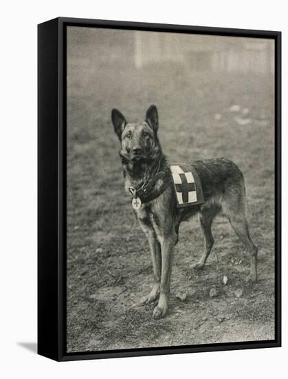 Malinois (Belgian Shepherd Dog) Trained for Work as a French Red Cross Dog-null-Framed Stretched Canvas