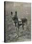 Malinois (Belgian Shepherd Dog) Trained for Work as a French Red Cross Dog-null-Stretched Canvas