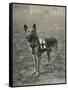 Malinois (Belgian Shepherd Dog) Trained for Work as a French Red Cross Dog-null-Framed Stretched Canvas