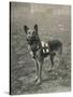 Malinois (Belgian Shepherd Dog) Trained for Work as a French Red Cross Dog-null-Stretched Canvas