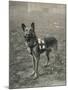 Malinois (Belgian Shepherd Dog) Trained for Work as a French Red Cross Dog-null-Mounted Premium Photographic Print